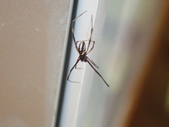 Latrodectus hasselti