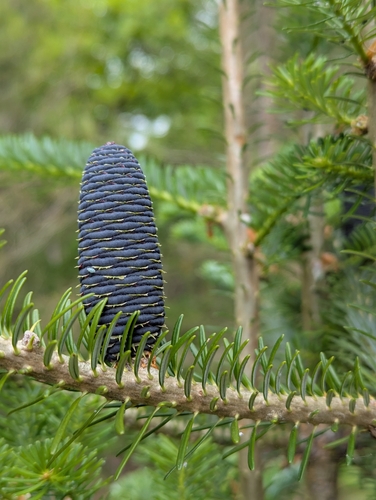 Korean fir (Abies koreana)