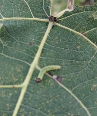 Desmia funeralis