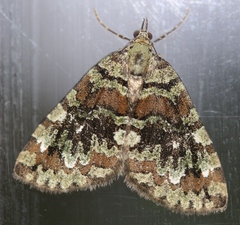 Hydriomena speciosata