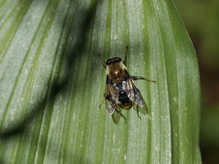 Sericomyia flagrans