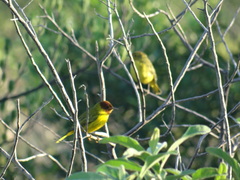 Setophaga petechia bryanti