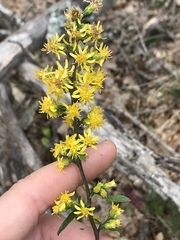 Solidago hispida hispida