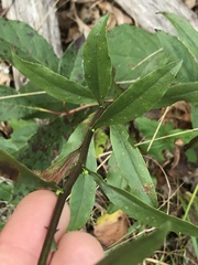 Solidago hispida hispida