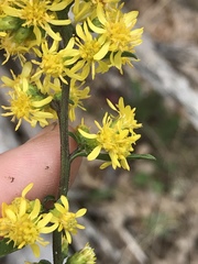Solidago hispida hispida
