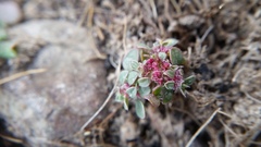 Amaranthus californicus
