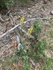 Solidago hispida hispida