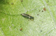 Heliothrips