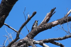 Melanerpes formicivorus angustifrons