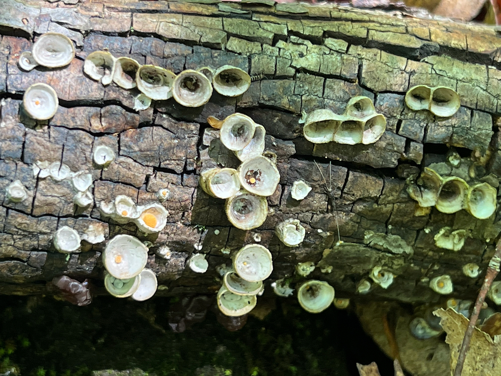 common bird's nest fungus