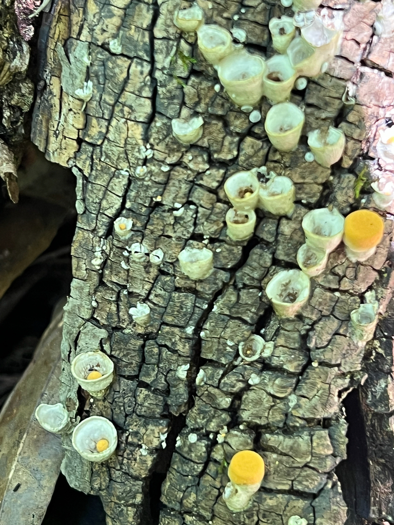 common bird's nest fungus