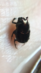 Onthophagus orpheus