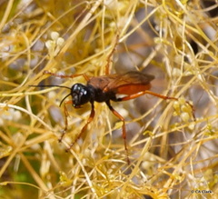 Sphex ashmeadi