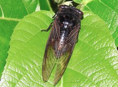 Cryptotympana mandarina