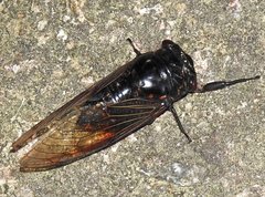 Cryptotympana mandarina