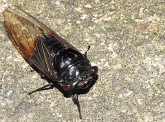 Cryptotympana mandarina