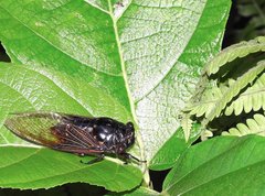 Cryptotympana mandarina