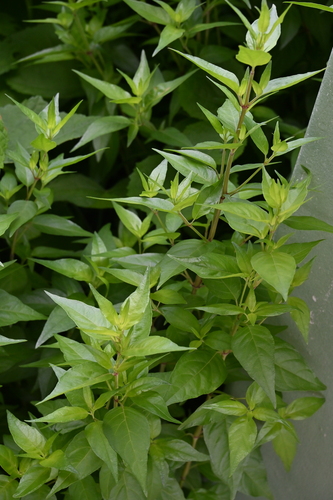 Wright's desert honeysuckle (Anisacanthus quadrifidus)