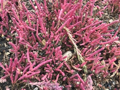 Salicornia rubra