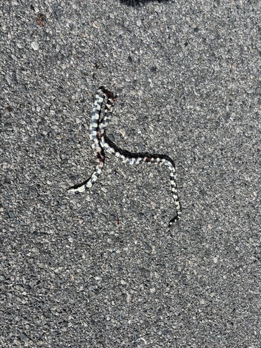 iNaturalist observation photo of California King Snake