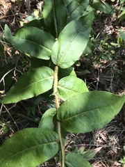 Silphium asperrimum