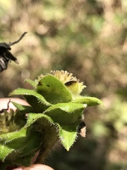 Silphium asperrimum