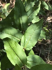 Silphium asperrimum