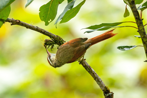 Baron's Spinetail