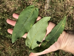 Silphium asperrimum
