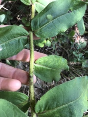 Silphium asperrimum