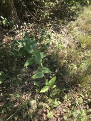Silphium asperrimum