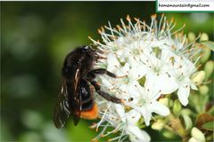Bombus coreanus