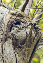 Otus bakkamoena