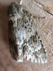 Acronicta rubricoma