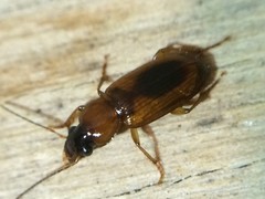 Stenolophus dissimilis