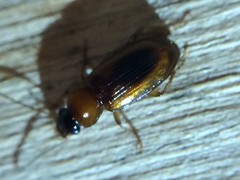 Stenolophus dissimilis