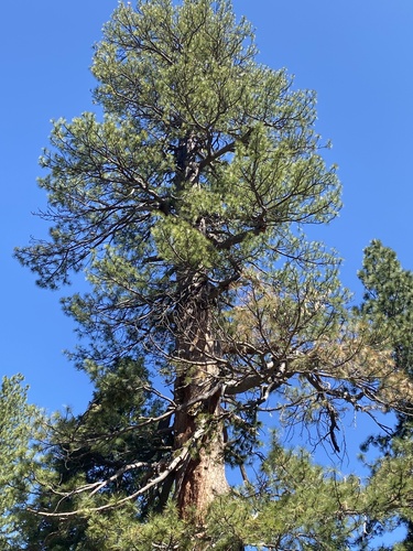 iNaturalist observation photo of Western Ponderosa Pine