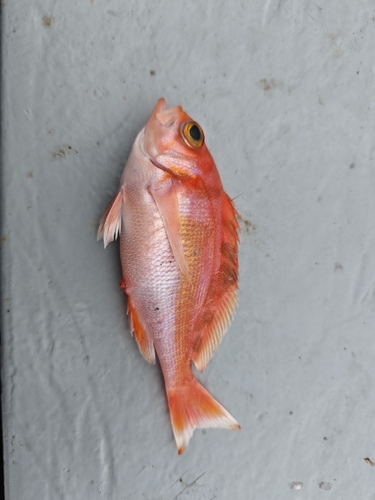 Schlegel's red bass (Caprodon schlegelii) — Serranidae