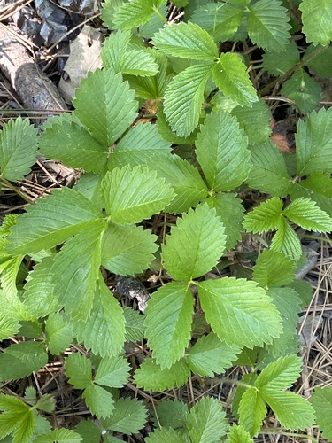 iNaturalist observation photo of woodland strawberry
