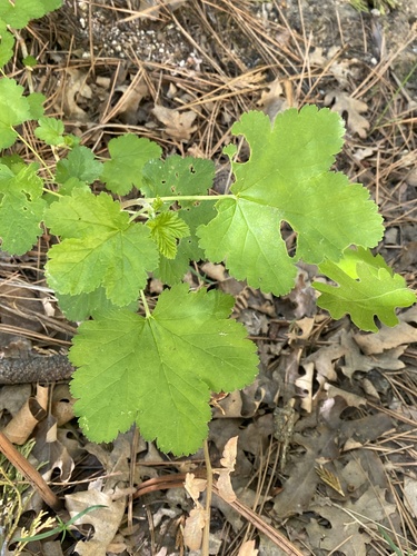iNaturalist observation photo of mountain pink currant