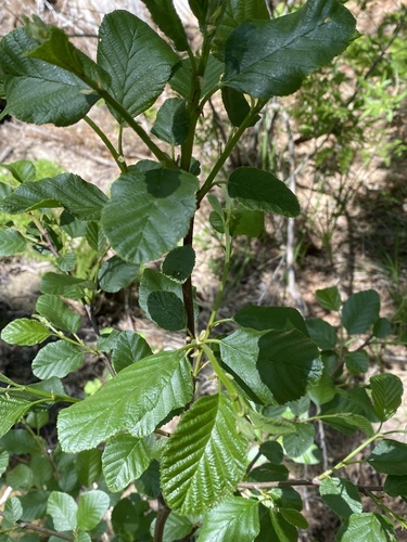 iNaturalist observation photo of white alder
