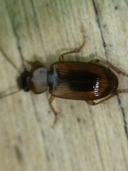 Stenolophus dissimilis