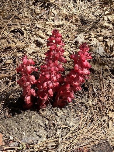 iNaturalist observation photo of Snowplant