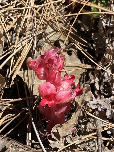 iNaturalist observation photo of Snowplant