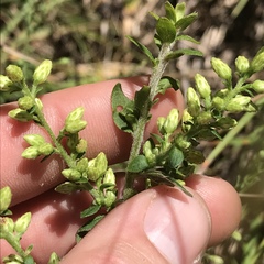 Solidago hispida hispida