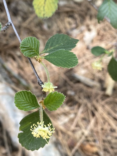 iNaturalist observation photo of Birchleaf Mountain Mahogany