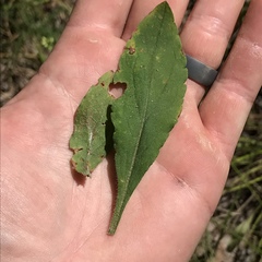 Solidago hispida hispida