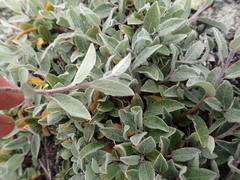 Salix brachycarpa