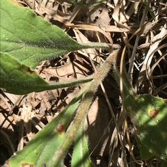 Solidago hispida hispida