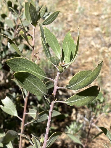 iNaturalist observation photo of pointleaf manzanita